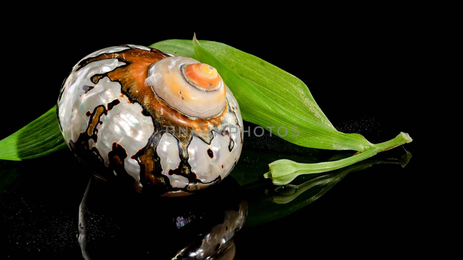 Pearly snail sea shell of Turbo sarmaticus South African turban on a black background