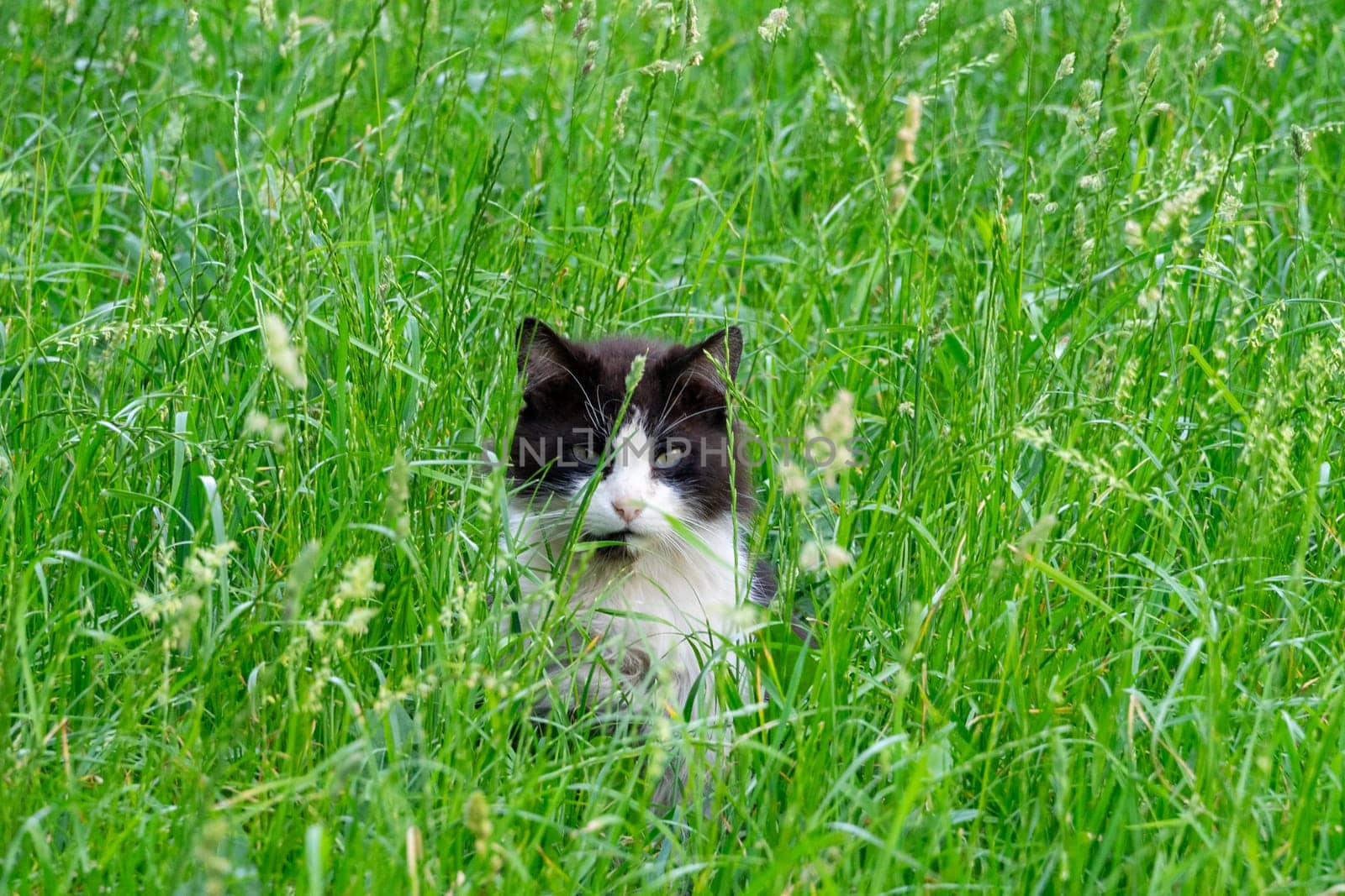 A black and white cat sits in tall green grass.