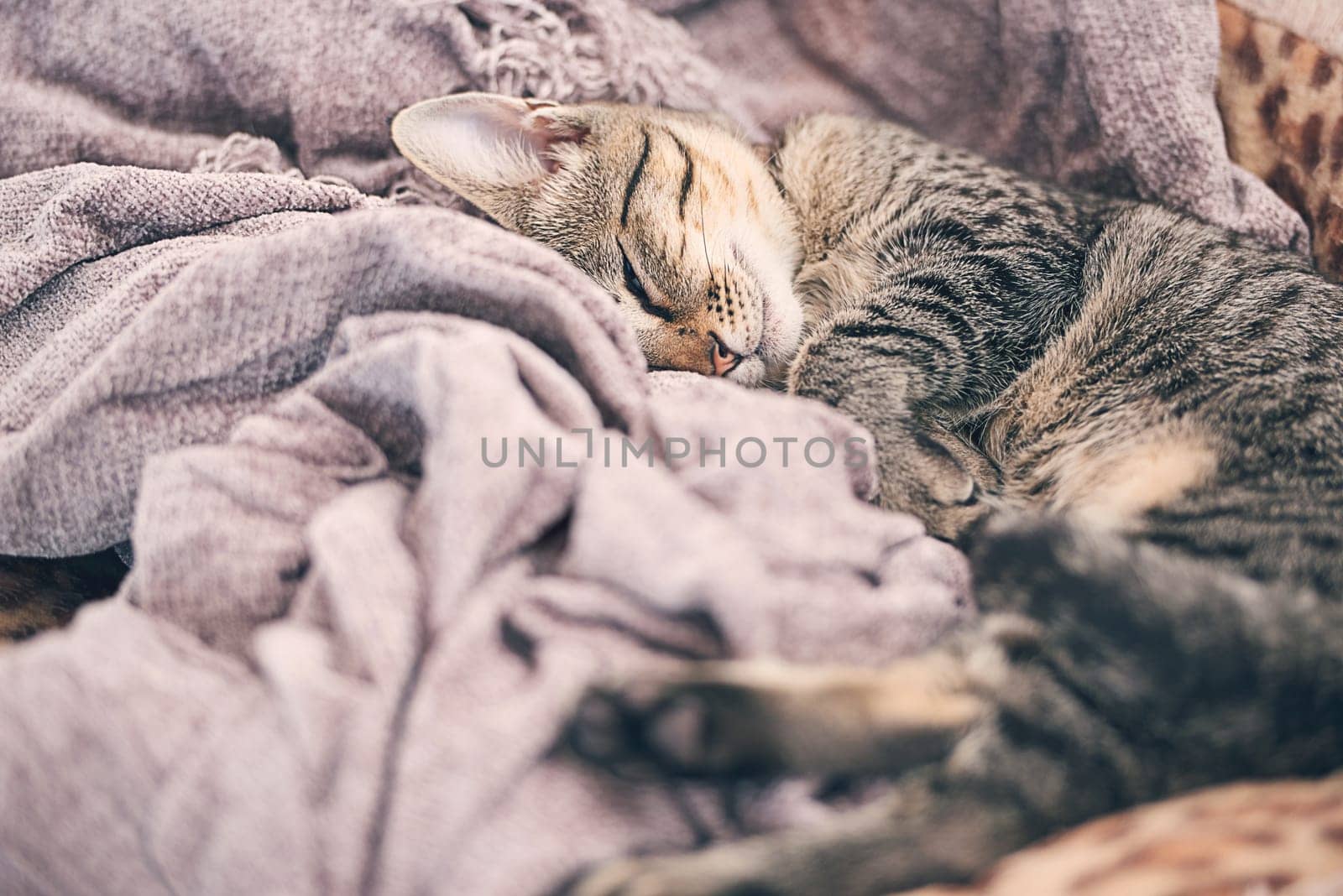 Blanket, sleeping and kitten in home for relax, resting and calm for cute, adorable and innocent pet. Animal care, bed and closeup of young cat on duvet for nap, sleep and comfortable in house by YuriArcurs