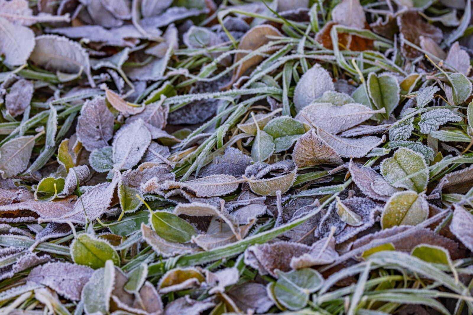 Ice crystals on colorful fallen leaves in cold and frosty weather in winter