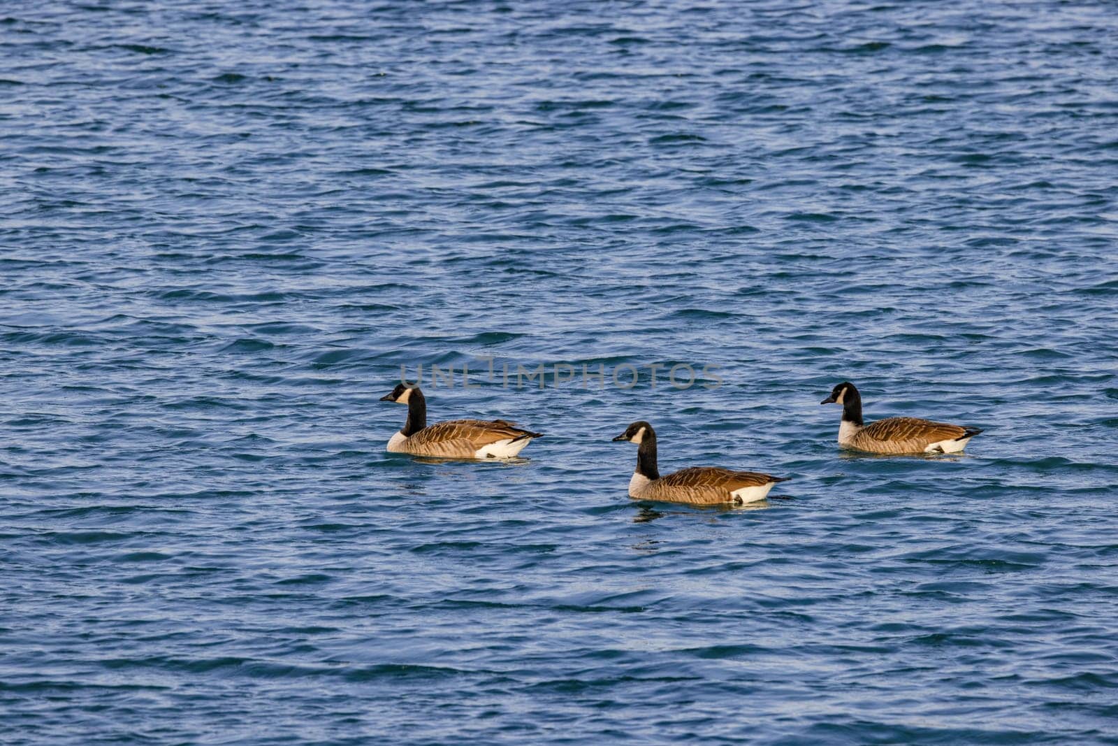 The Canada goose swims as a group in the cold water of a pond in winter