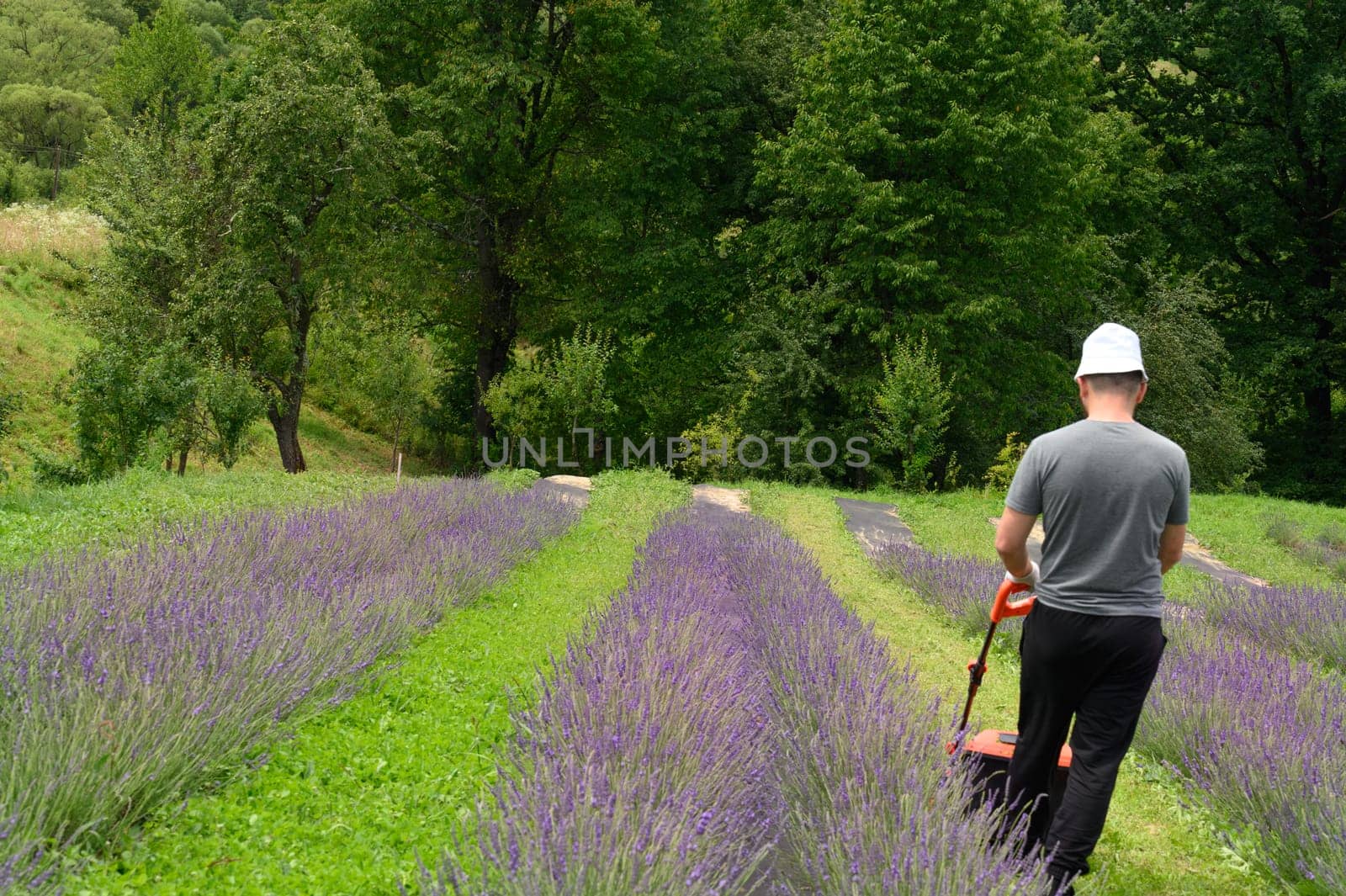 A man mows the grass with an electric lawnmower, mowing the grass between the lavender bushes. Lithium Ion battery powered Electric Lawn mower.