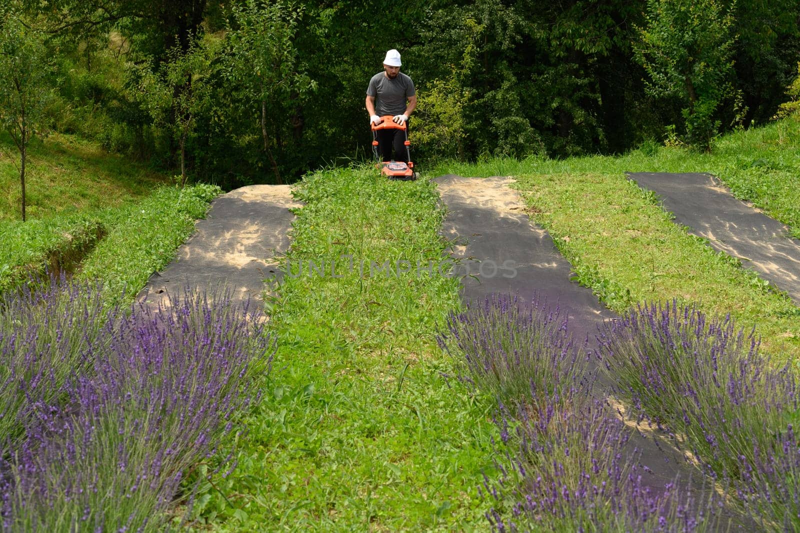 Working in the garden with a lawnmower, the gardener mows the grass between the lavender bushes. by Niko_Cingaryuk