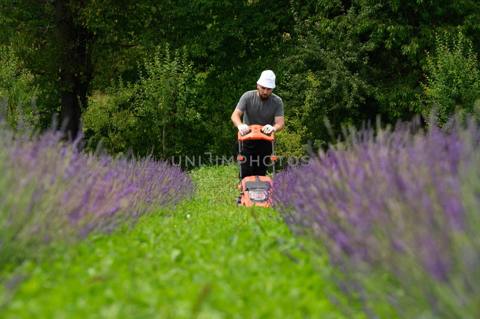 Working in the garden with a lawnmower, the gardener mows the grass between the lavender bushes. by Niko_Cingaryuk