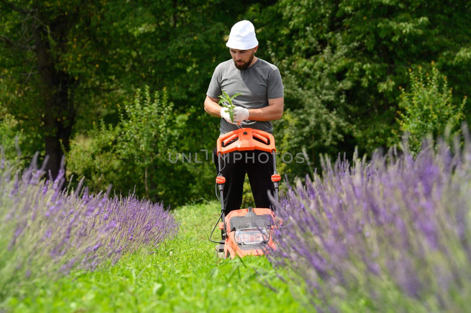 Mowing the grass in the lavender field with an electric lawnmower by Niko_Cingaryuk