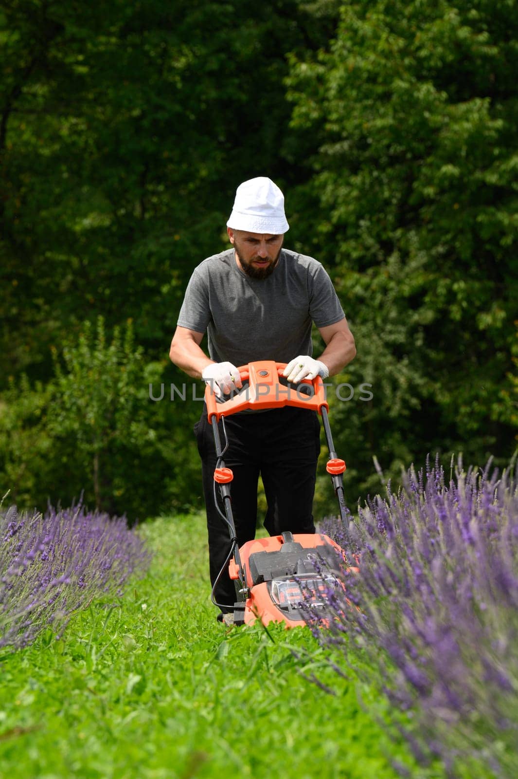 Mowing the grass in the lavender field with an electric lawnmower, an economical and environmentally friendly lawnmower. Lithium Ion battery powered Electric Lawn mower.