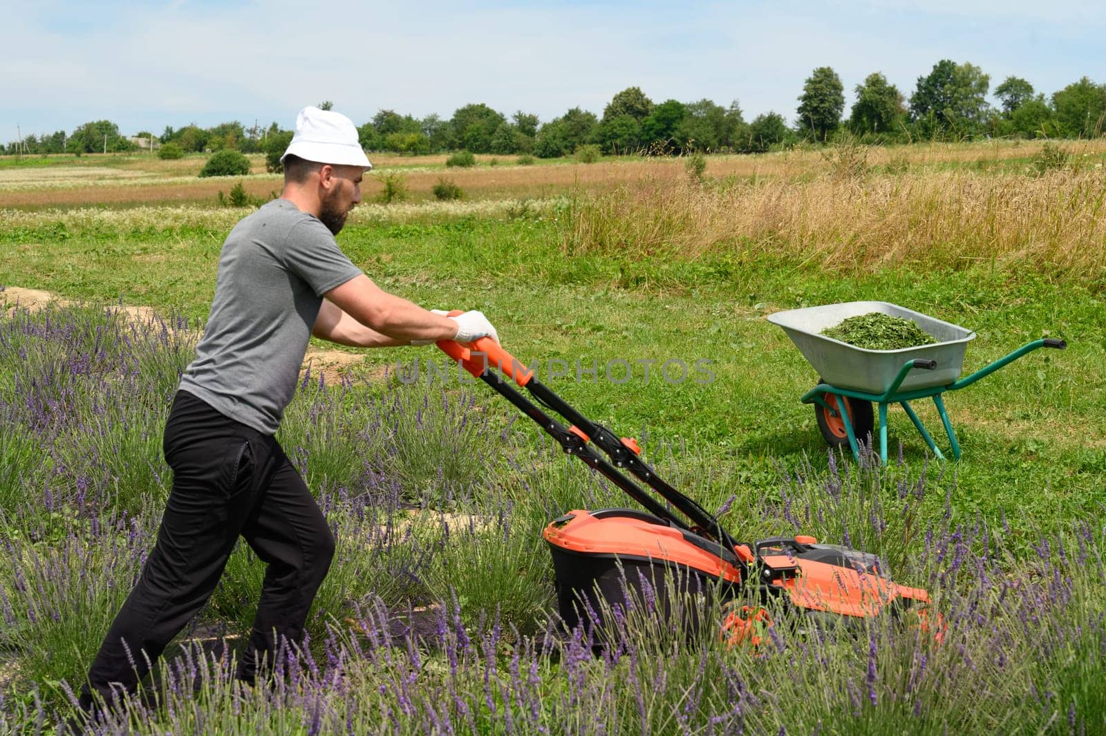 A man mows the grass with an electric lawnmower, mowing the grass between the lavender bushes.