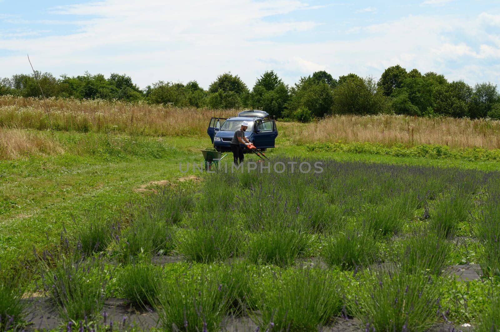 Caring for a lavender field, a man mows the grass with an electric lawnmower. by Niko_Cingaryuk