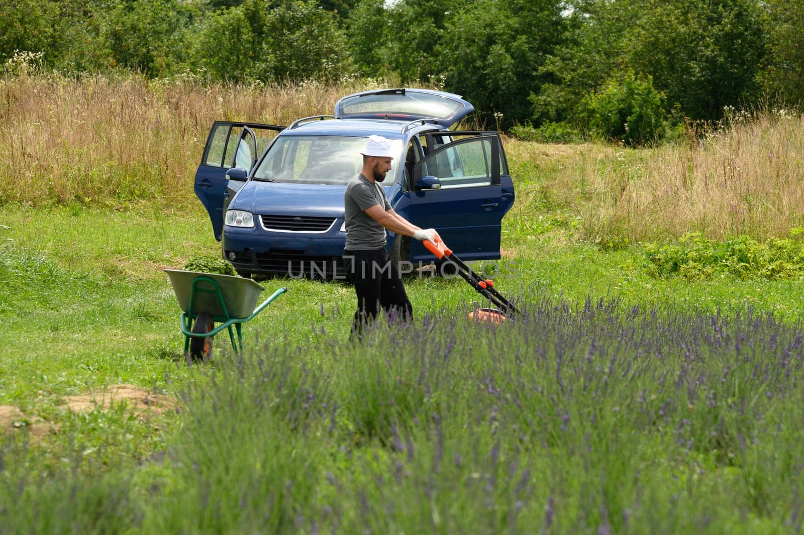 Care of a lavender field, a man mows the grass with an electric lawnmower, a young lavender field.