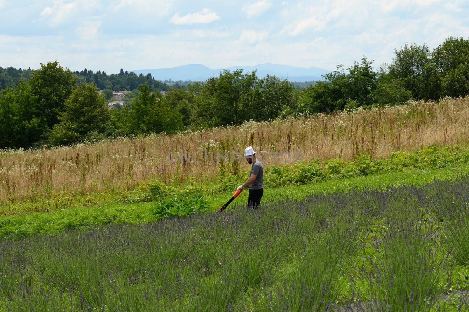 Care of a lavender field, a man mows the grass with an electric lawnmower, a young lavender field.
