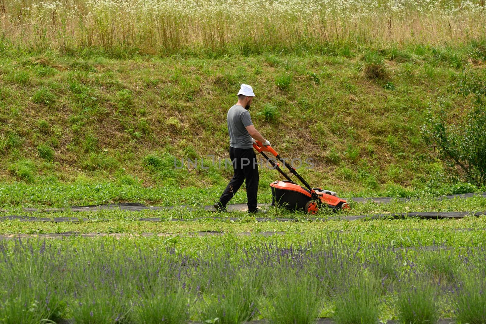 Lavender field and gardener mowing the grass and tending the lavender field, lawnmower and garden work.