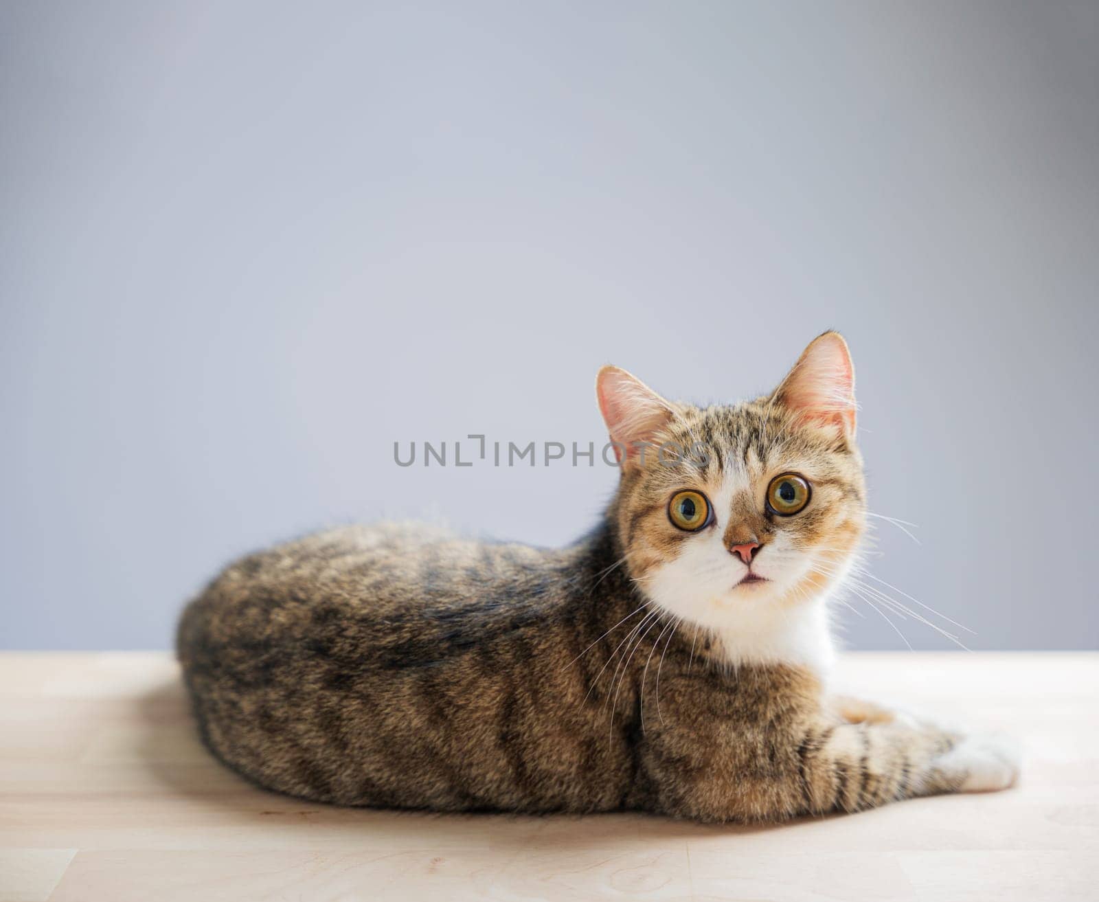 A playful and cheerful little grey Scottish Fold cat, isolated on a white background, stands with a cute, straight tail in this charming cat portrait. by Sorapop