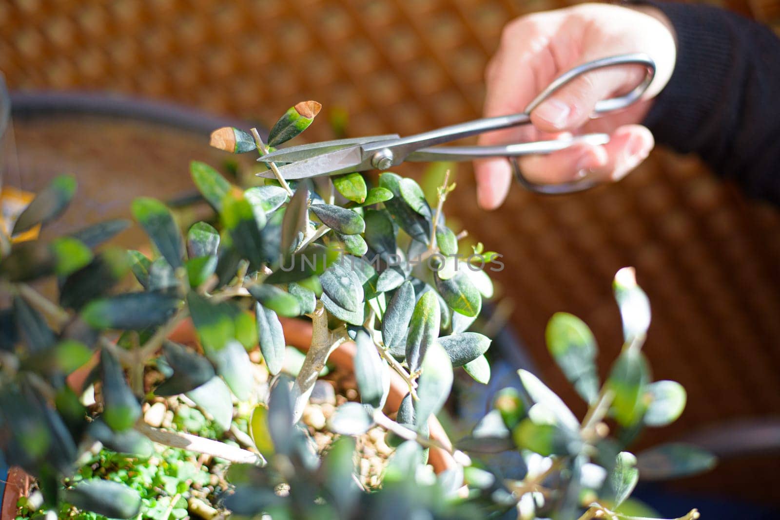 man's hands with scissors, pruning a bonsai in spring by jcdiazhidalgo