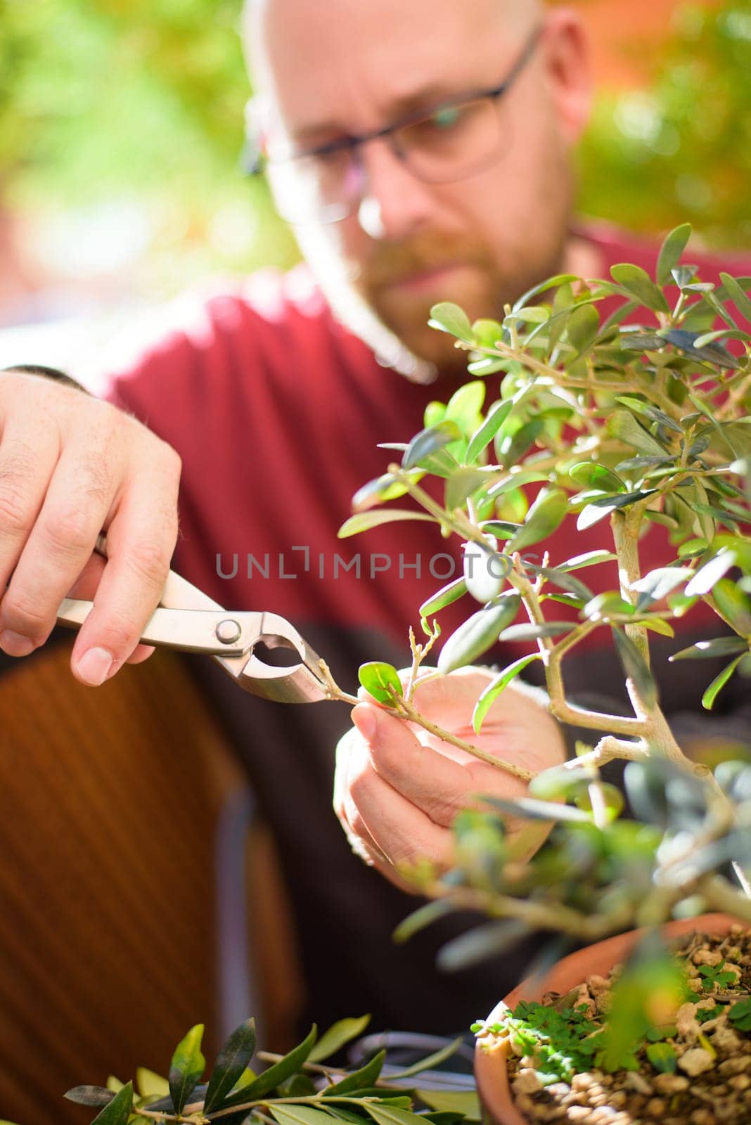 Satisfied senior man trimming small plant at home. Proud old gardener man pruning bonsai as a hobby. Happy smiling retired man pruning a shrub at home with satisfaction. by jcdiazhidalgo
