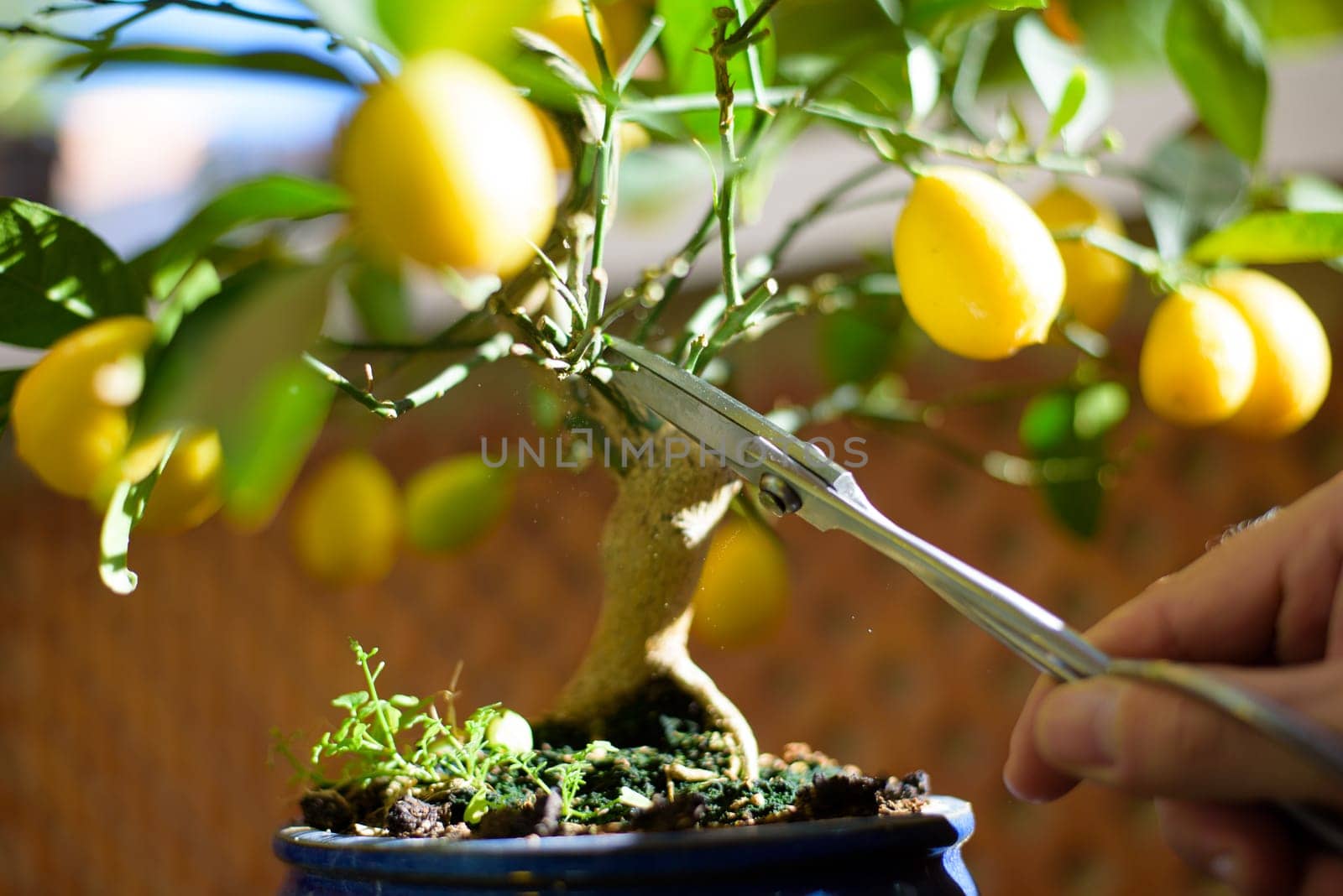 man's hands with scissors, pruning a bonsai in spring.