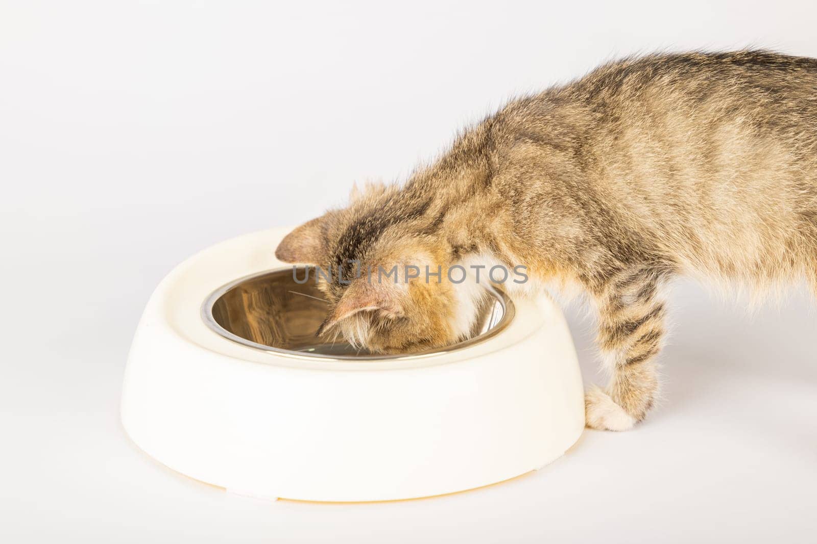 An isolated beautiful tabby cat is sitting next to a food bowl on the floor eating from a heap of food. Its curious eye and small tongue add to the charming portrait of this hungry kitten.