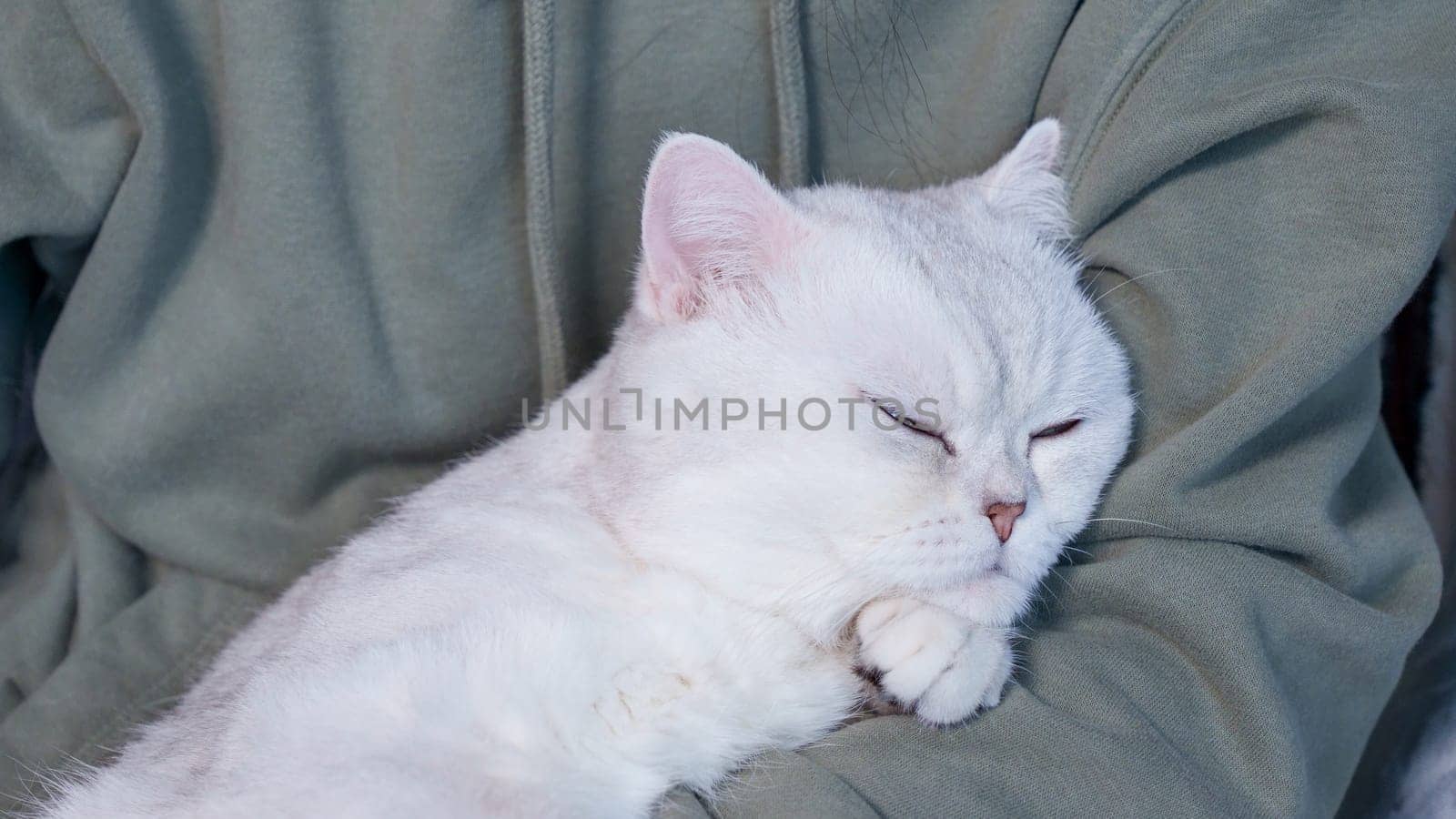 Fluffy kitty looking at camera on green background, front view. Cute young short hair white cat sitting in hands with copy space. Stripped kitten with blue eyes by JuliaDorian