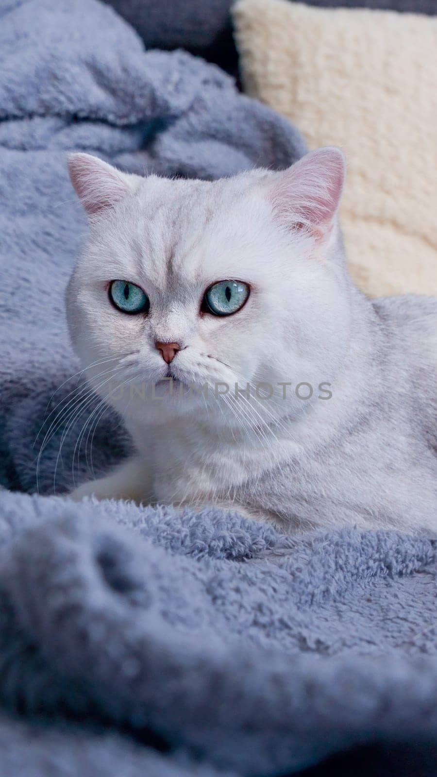 Fluffy kitty looking at camera on green background, front view. Cute young short hair white cat sitting in hands with copy space. Stripped kitten with blue eyes by JuliaDorian