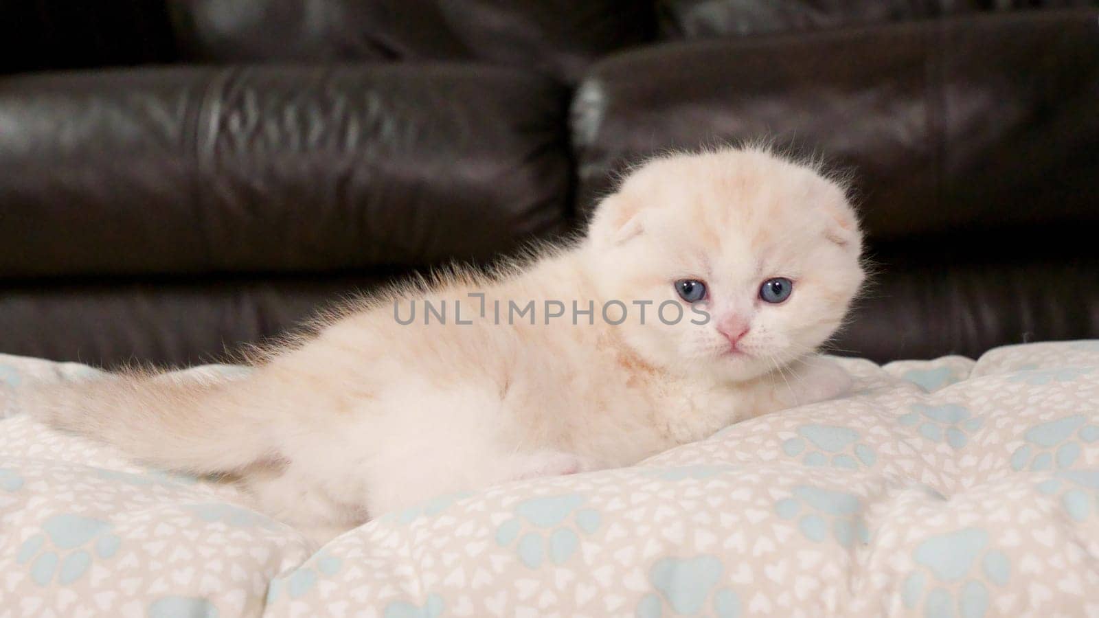 Fluffy cream Scottish fold kitten looking at camera on brown background, front view, space for text. Cute young shorthair white cat with blue eyes. by JuliaDorian