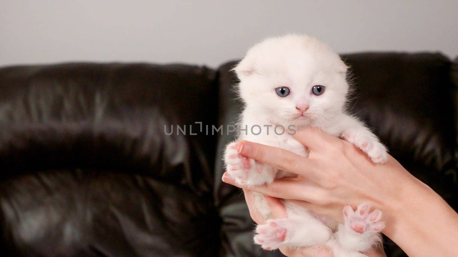 Hands holding fluffy Scottish fold cream kitten looking at camera on brown background, front view, space for text. Cute young shorthair white cat with blue eyes. by JuliaDorian
