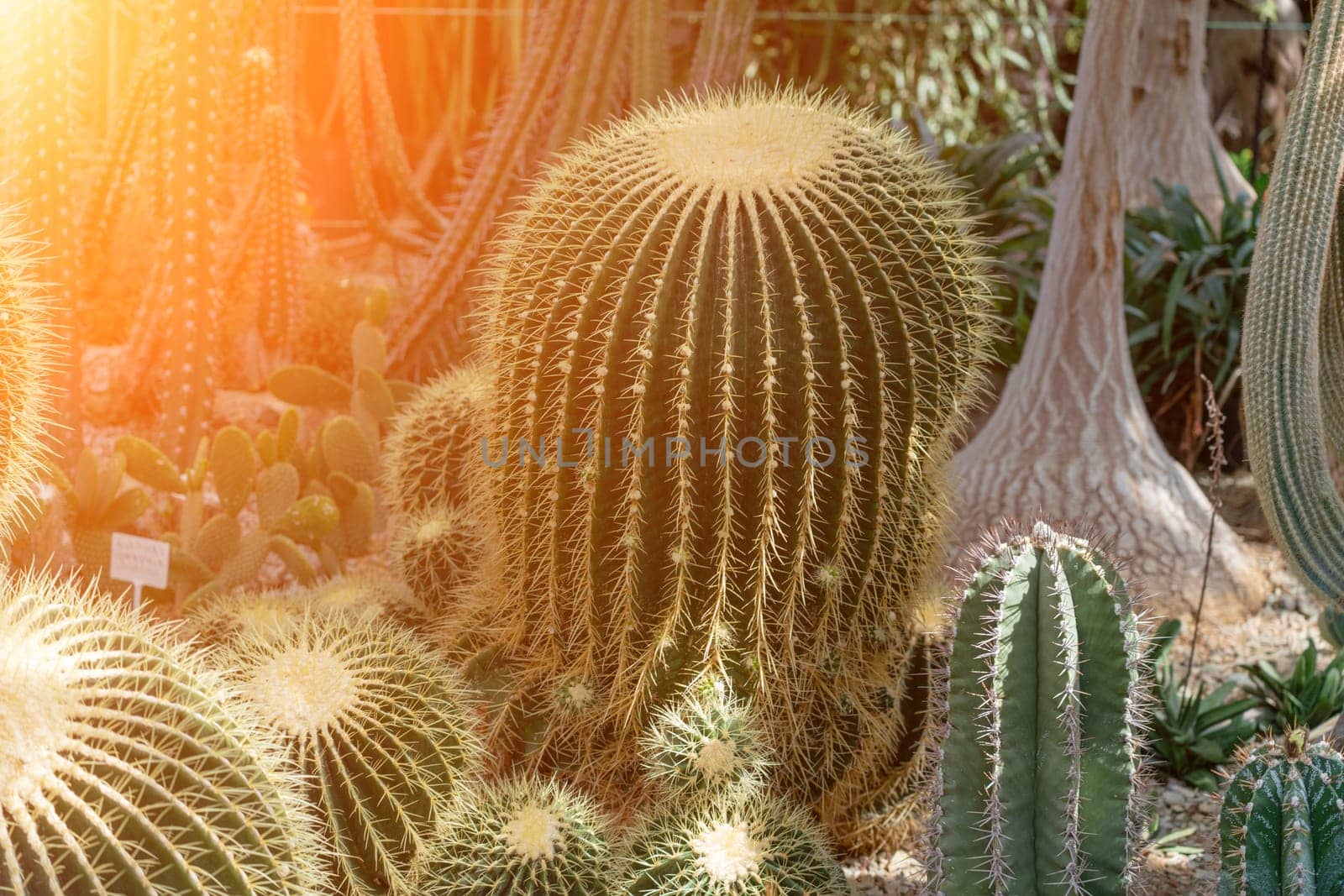 thorn cactus texture background. Golden barrel cactus, golden ball or mother-in-law's cushion Echinocactus grusonii is a species of barrel cactus which is endemic to east-central Mexico.