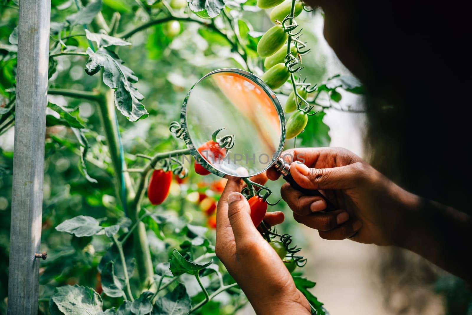 Botanist a black woman inspector uses a magnifying glass to examine tomato quality for herbology research checking for lice. Expertise and learning in plant science and farming.