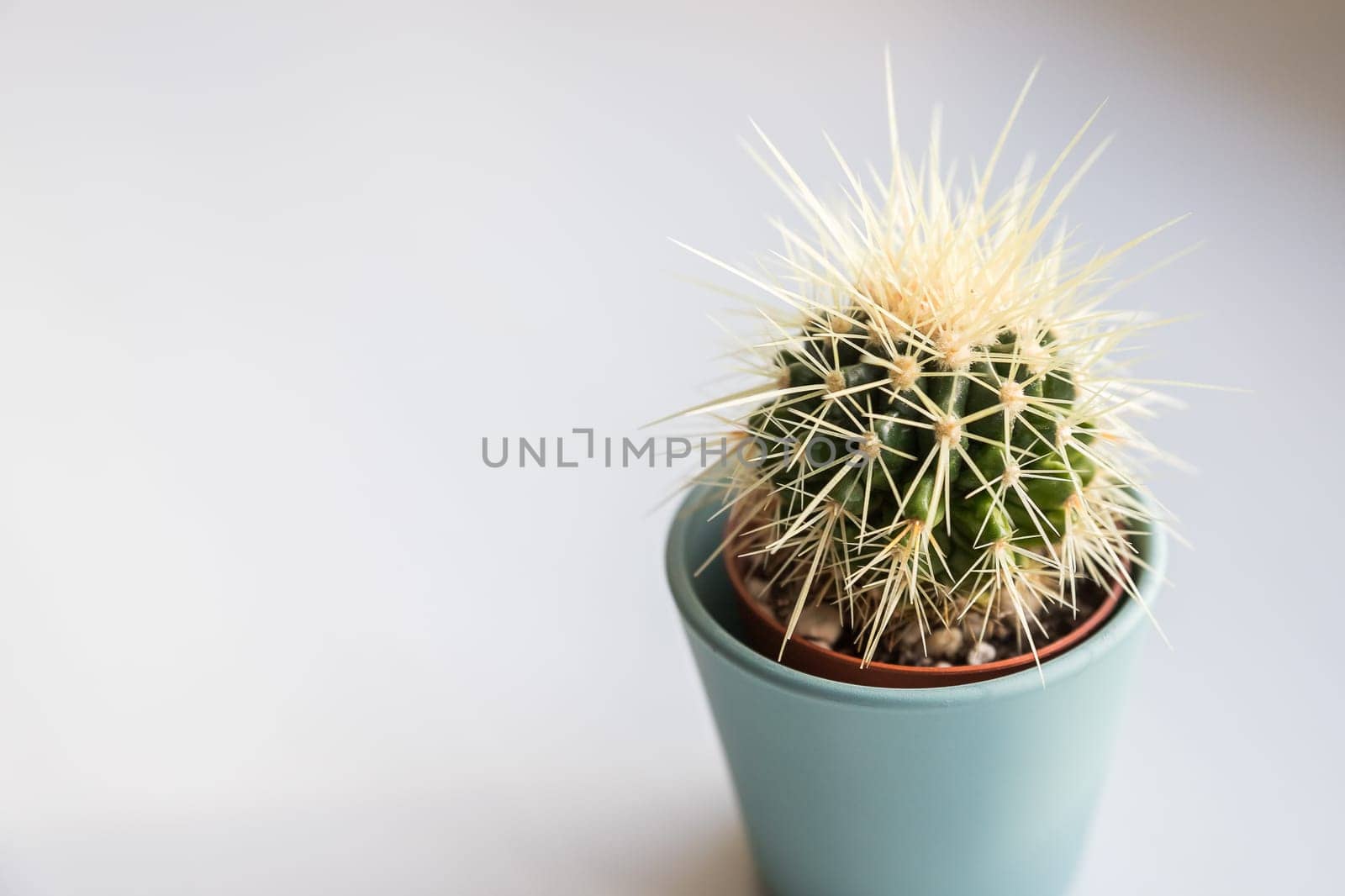 small decorative cactus. Succulent in Pot under sunlight.House plant in a ceramic pot. gardening. sunny weather. Home decor, interior.copy space by YuliaYaspe1979