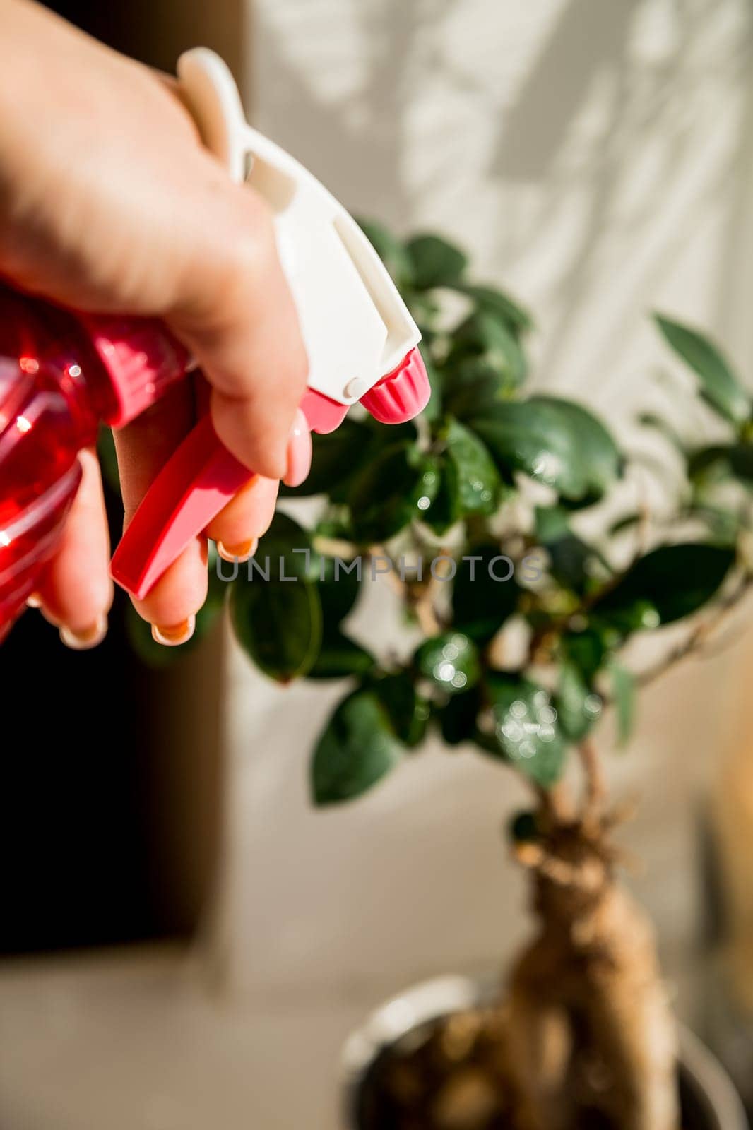 Hand spraying houseplants with a spray bottle.Plant and water spray beside window splashed by sunlight, indoor gardening. Hand spraying the plant on sunny day. Hydration of plants, washing of plant leaves by YuliaYaspe1979