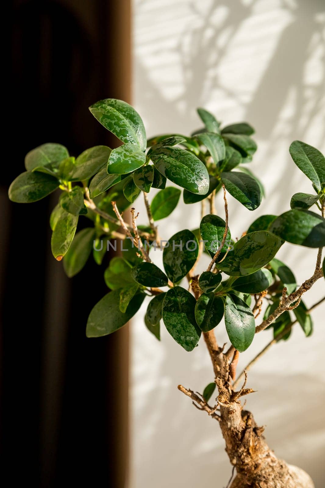 bonsai ginseng or ficus retusa also known as banyan or chinese fig tree.Small bonsai ficus microcarpa ginseng plant on a white background, sunny rays. by YuliaYaspe1979