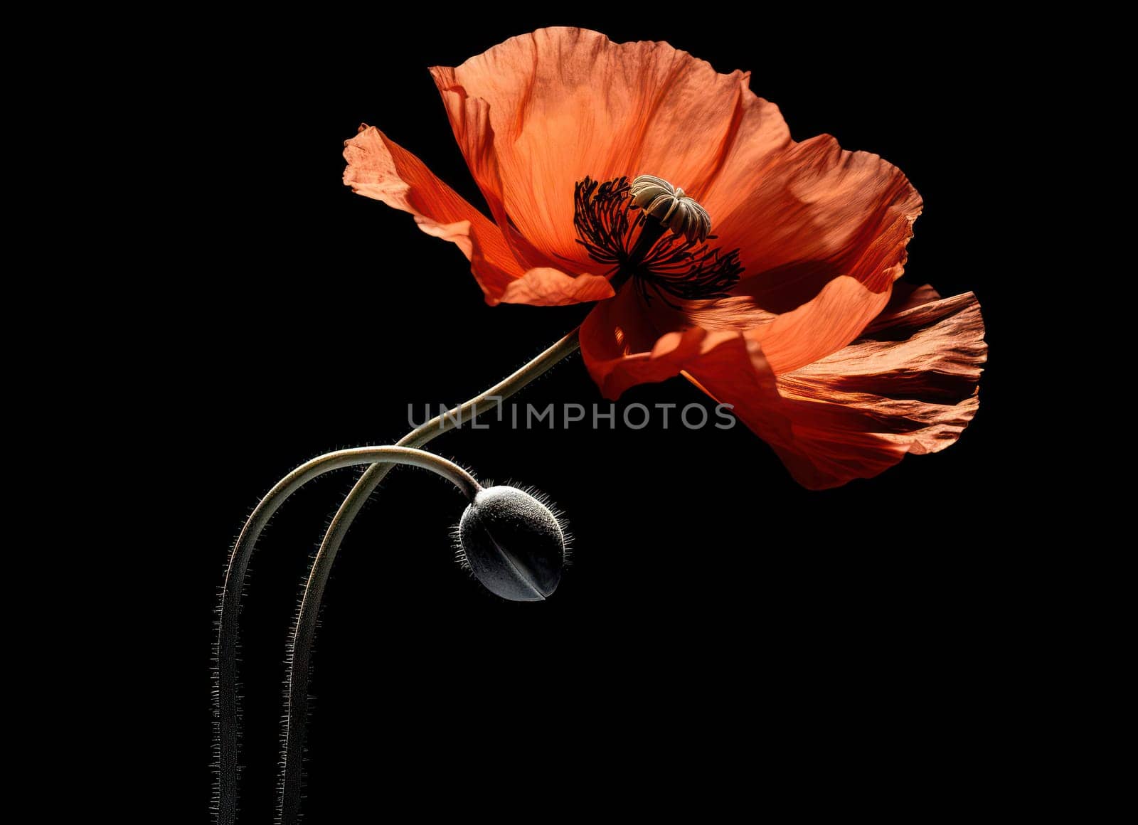 Vibrant Poppy Flower in a Delicate Meadow: A Bright Summer Beauty by Vichizh