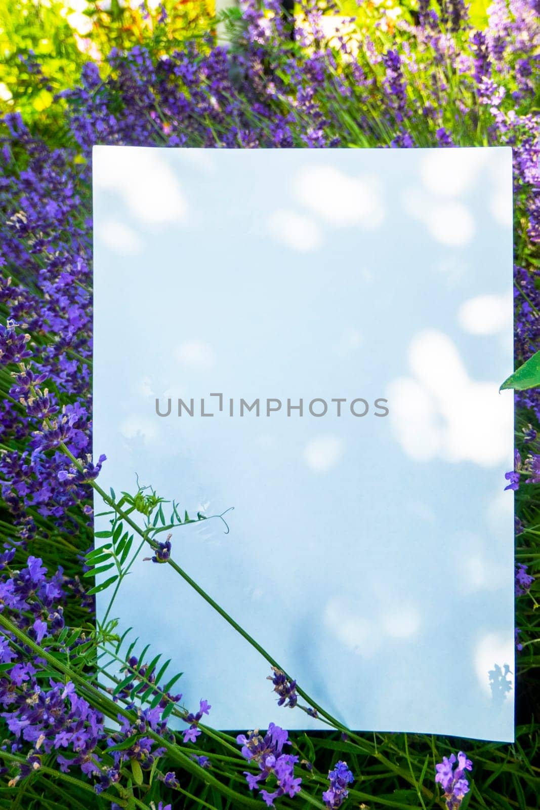 A beautiful branch of lavender lies on a white background. High quality photo