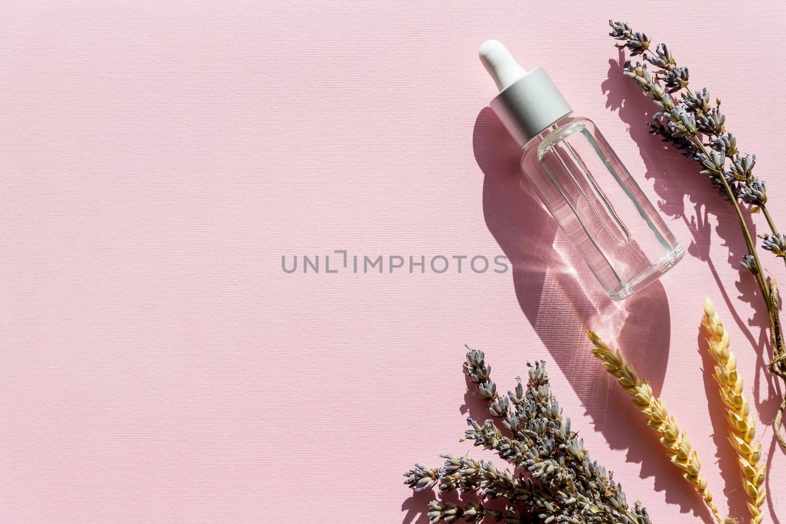 Bottle with aroma oil and lavender flowers isolated on pink background. lavender oil body care products with sunlight. Aromatherapy, spa and natural healthcare concept, flat lay.Copy space by YuliaYaspe1979