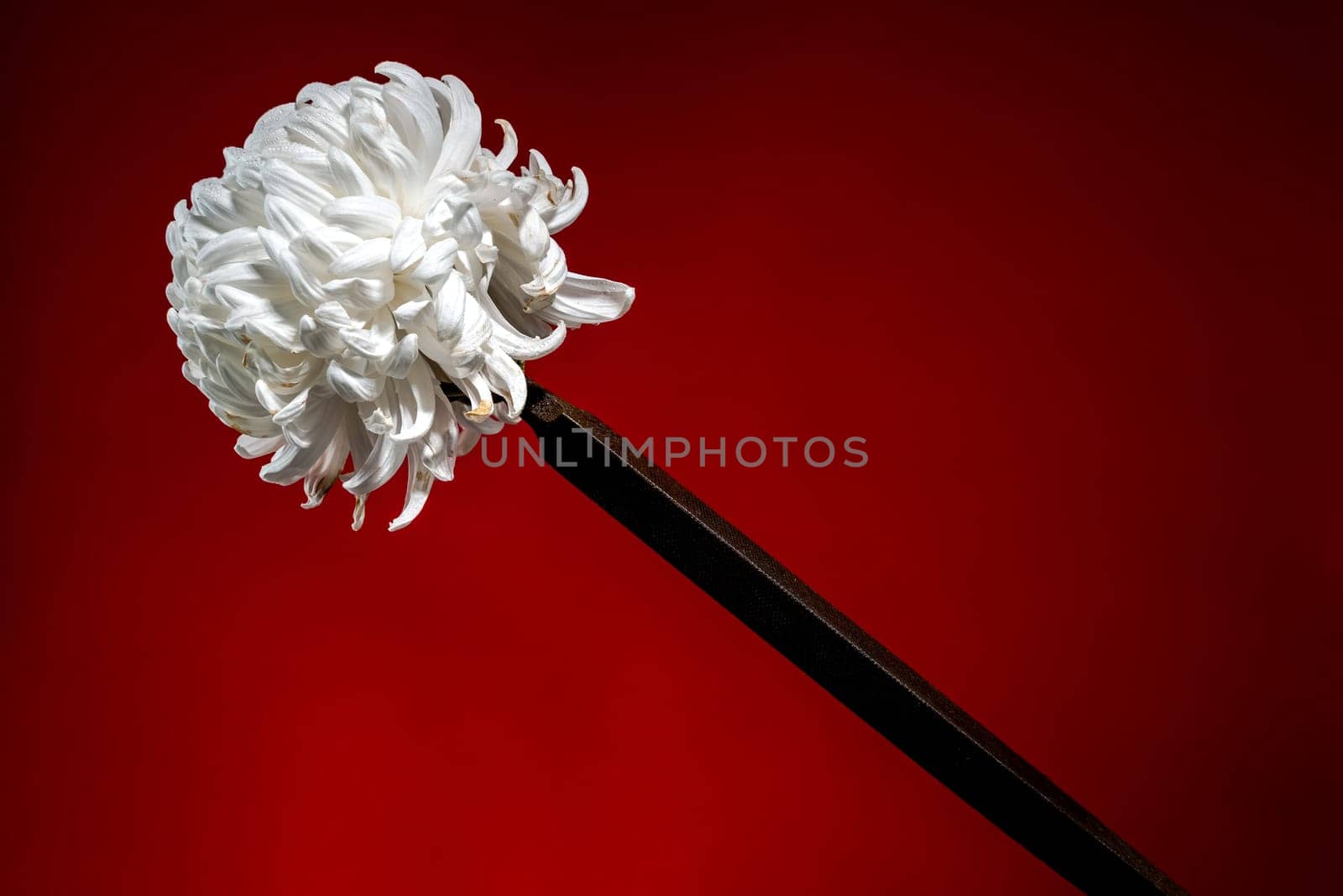 Creative still life with old rusty rasp file with white chrysanthemum flower head on a red background