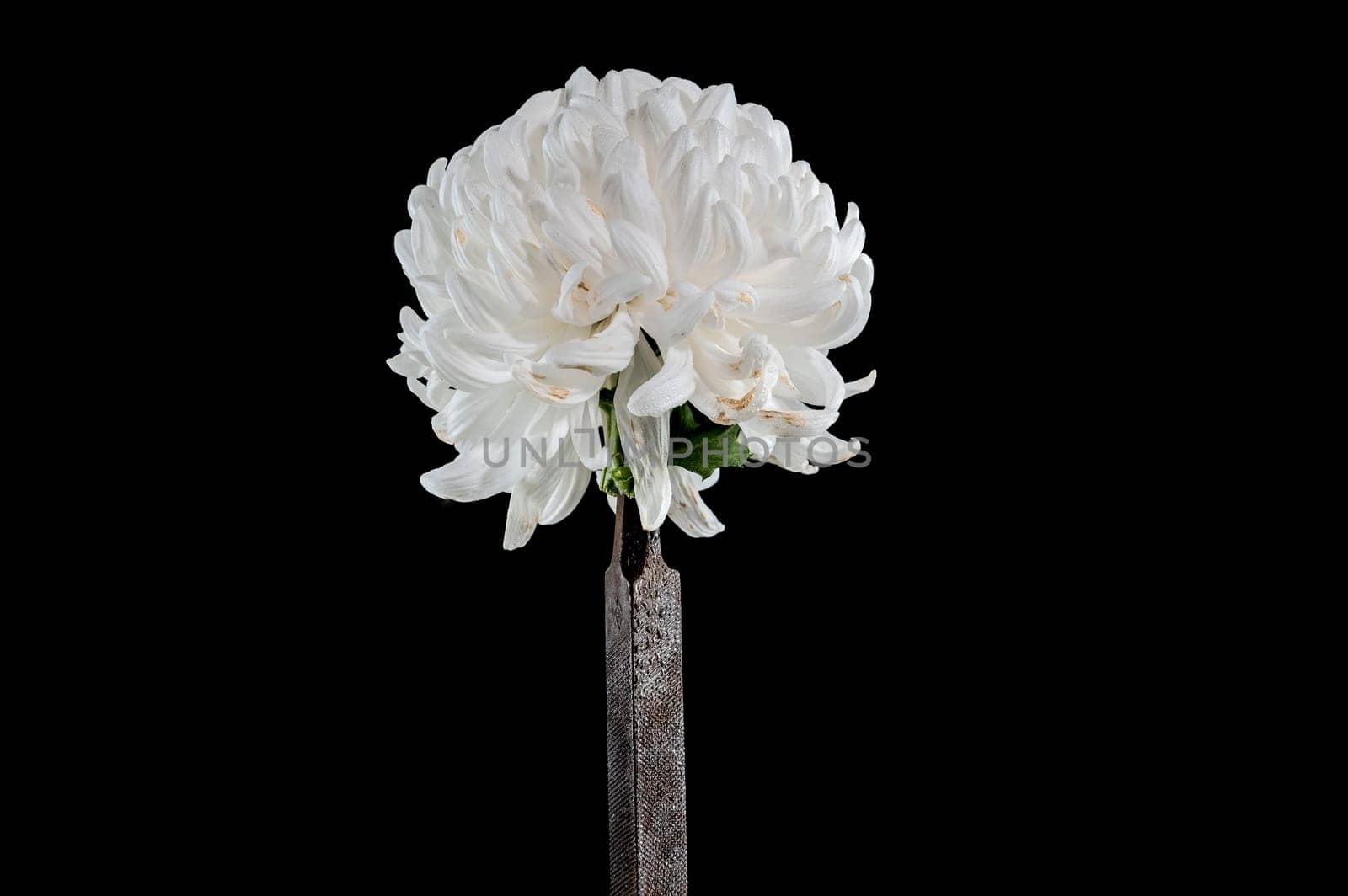Old rusty rasp file and chrysanthemum on a black background. by Multipedia