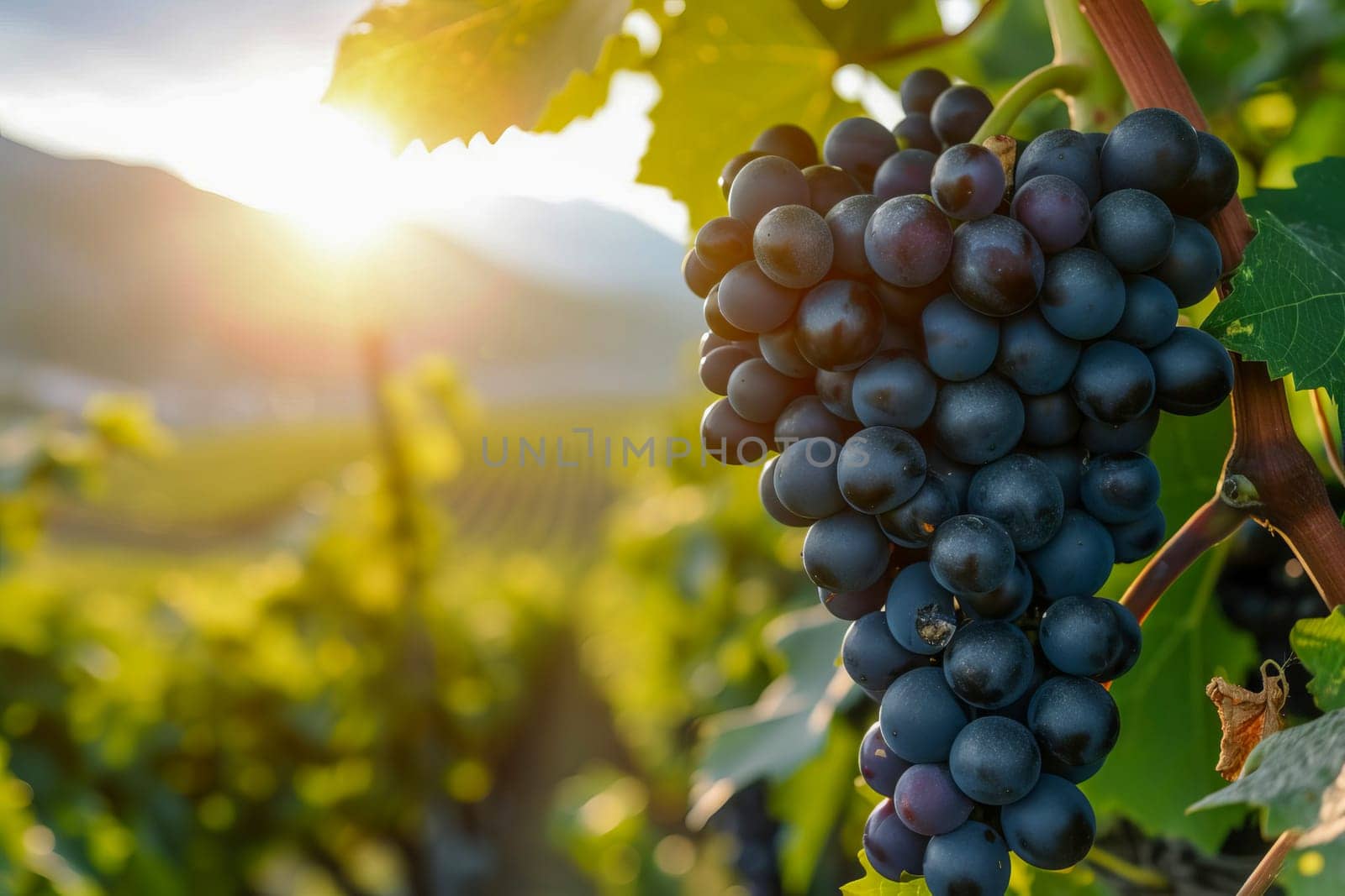 A bunch of dark grapes close-up in the sun, against the backdrop of a beautiful landscape with a vineyard and mountains in the distance.