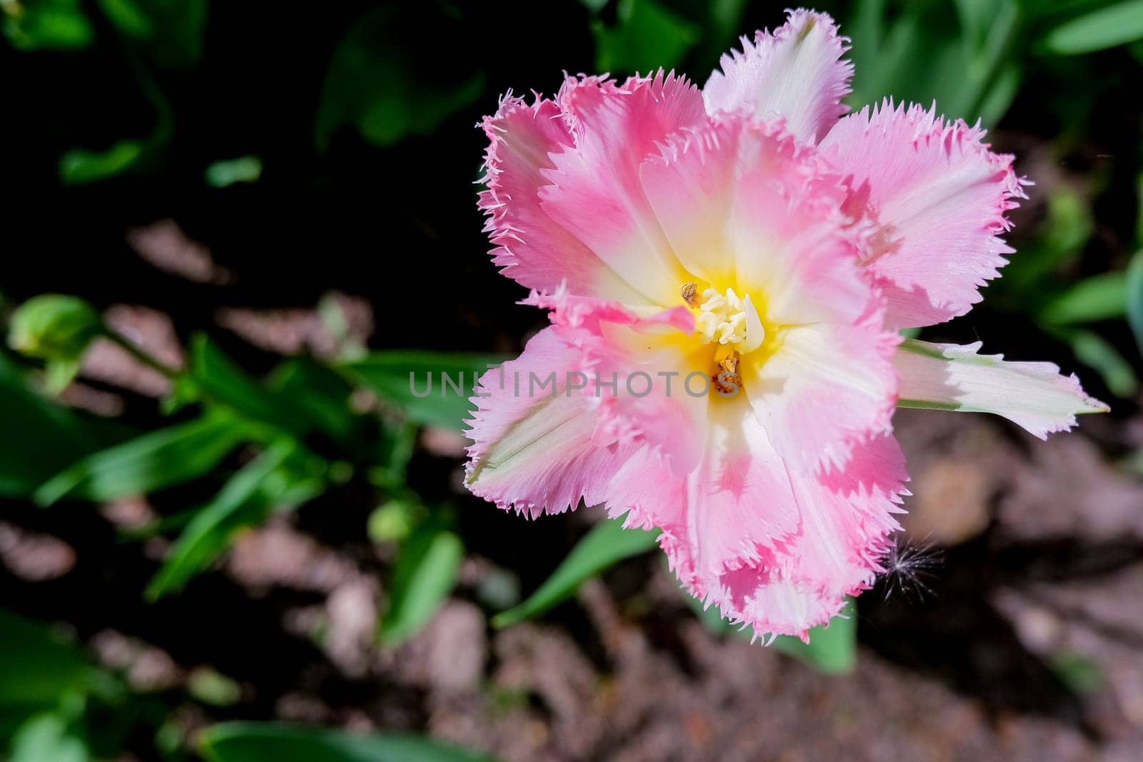 flowerbed of pink tulips in the park in spring in sunlight landscaping and gardening flowers selective focus soft focus