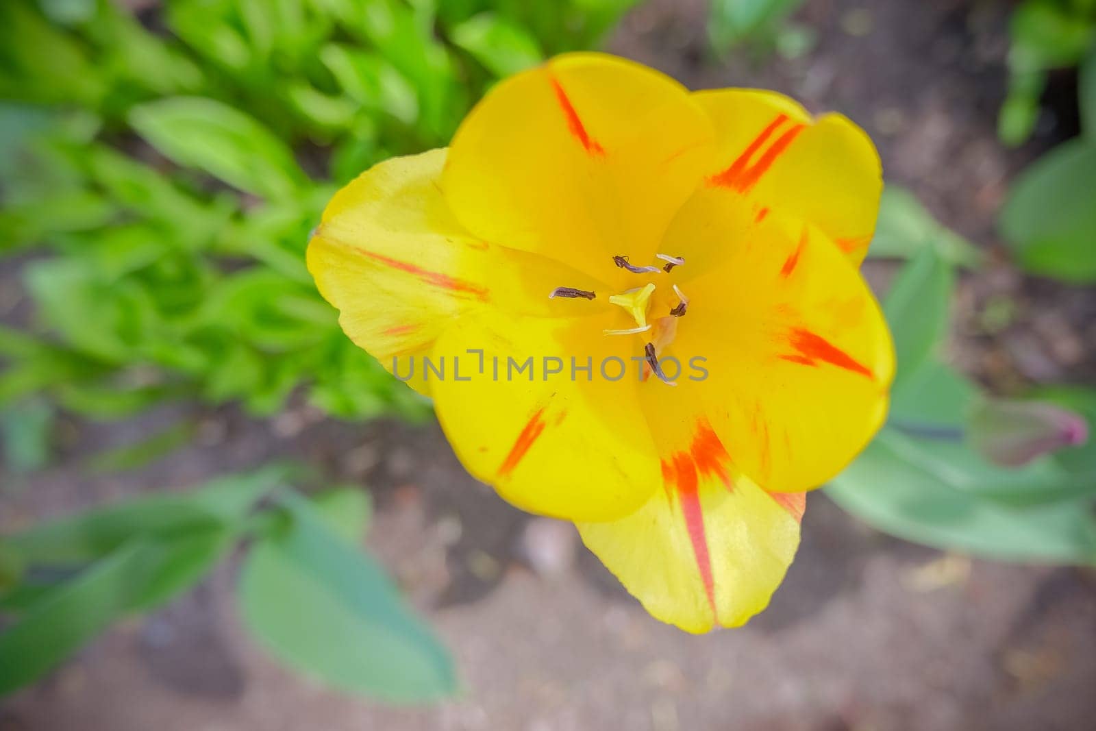 bright yellow bud, flowerbed in the park in spring in sunlight landscaping and gardening flowers selective focus soft focus by YuliaYaspe1979