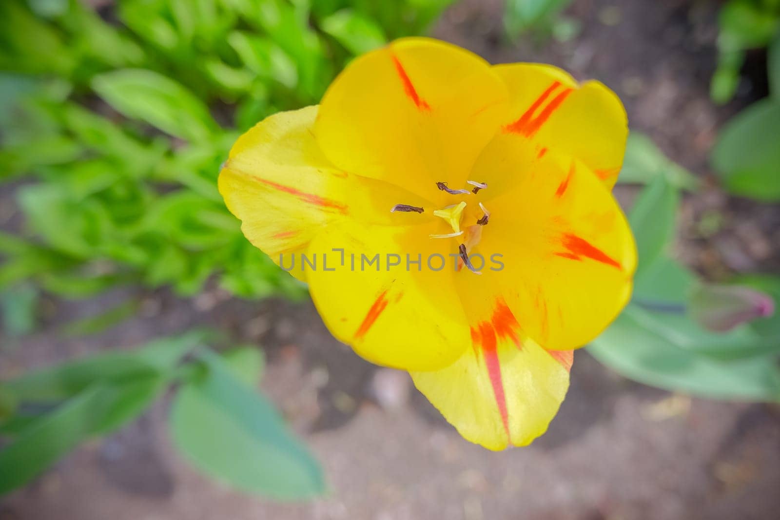 flowerbed of pink tulips in the park in spring in sunlight landscaping and gardening flowers selective focus soft focus