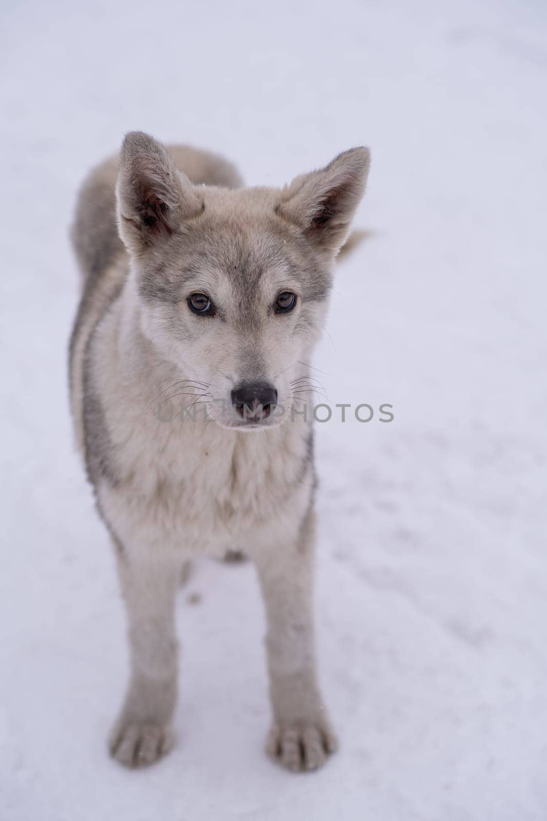 Stray beautiful dog in the snow on a cold winter day. by AnatoliiFoto