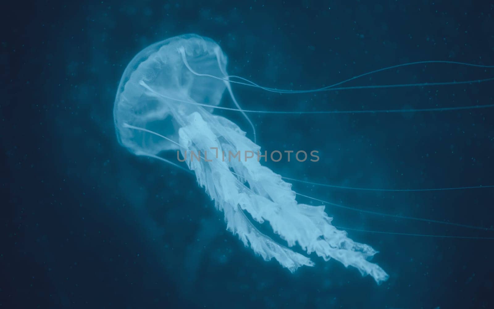 Beautiful jellyfish in dark water. Cute blue jellyfish on black background by igor010