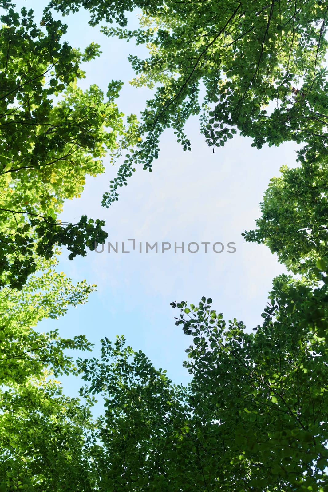 The captivating photograph captures a breathtaking panorama of lush, verdant forest areas, showcasing the serene beauty and natural richness of the picturesque green landscape.