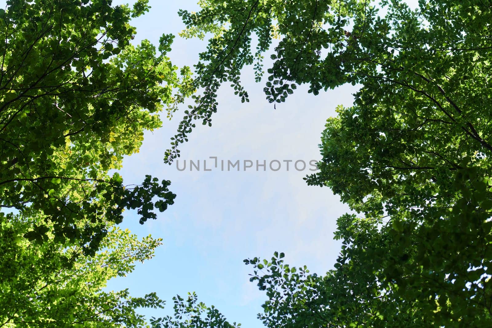 The captivating photograph captures a breathtaking panorama of lush, verdant forest areas, showcasing the serene beauty and natural richness of the picturesque green landscape.