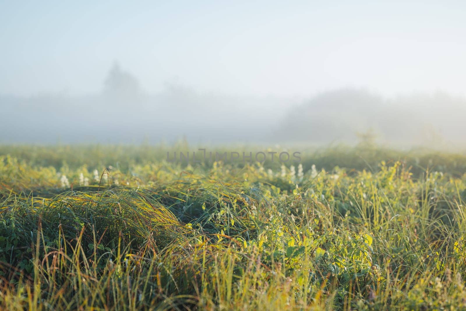 Misty morning in countryside meadow by VitaliiPetrushenko