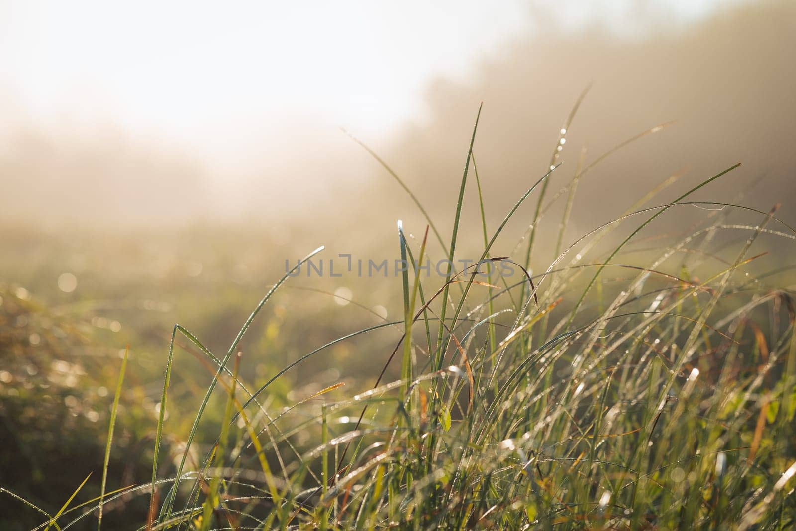 Grass in dew in the morning with blurred misty background by VitaliiPetrushenko