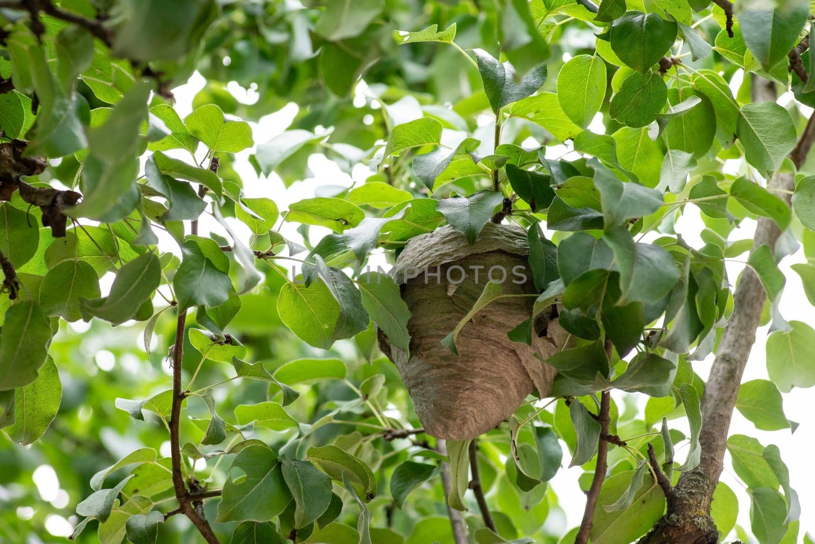 Wasp nest on the tree, one insect near the entrance to the nest by VitaliiPetrushenko