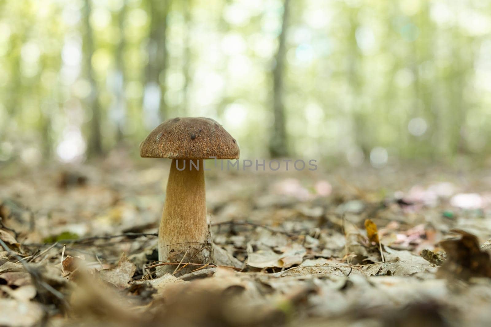 Close up of porcini mushroom growing in forest by VitaliiPetrushenko
