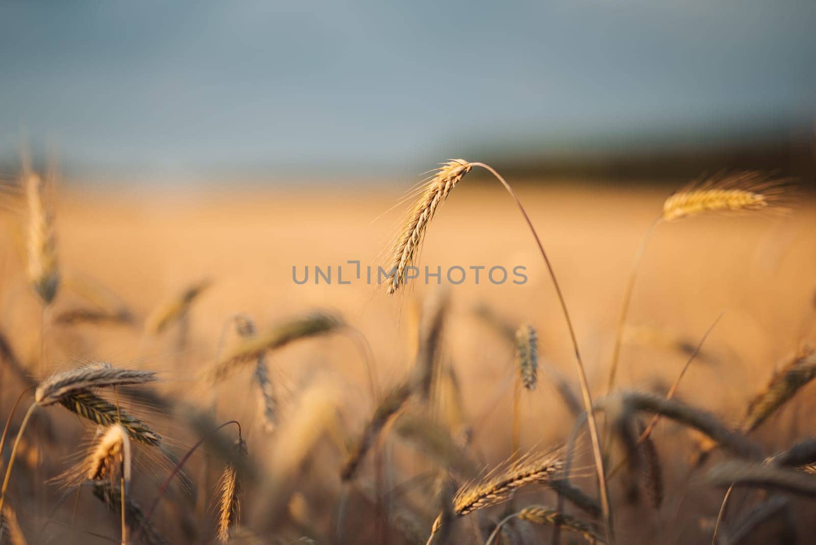 Bright evening photo of ripe wheat spikelets in agricultural field by VitaliiPetrushenko