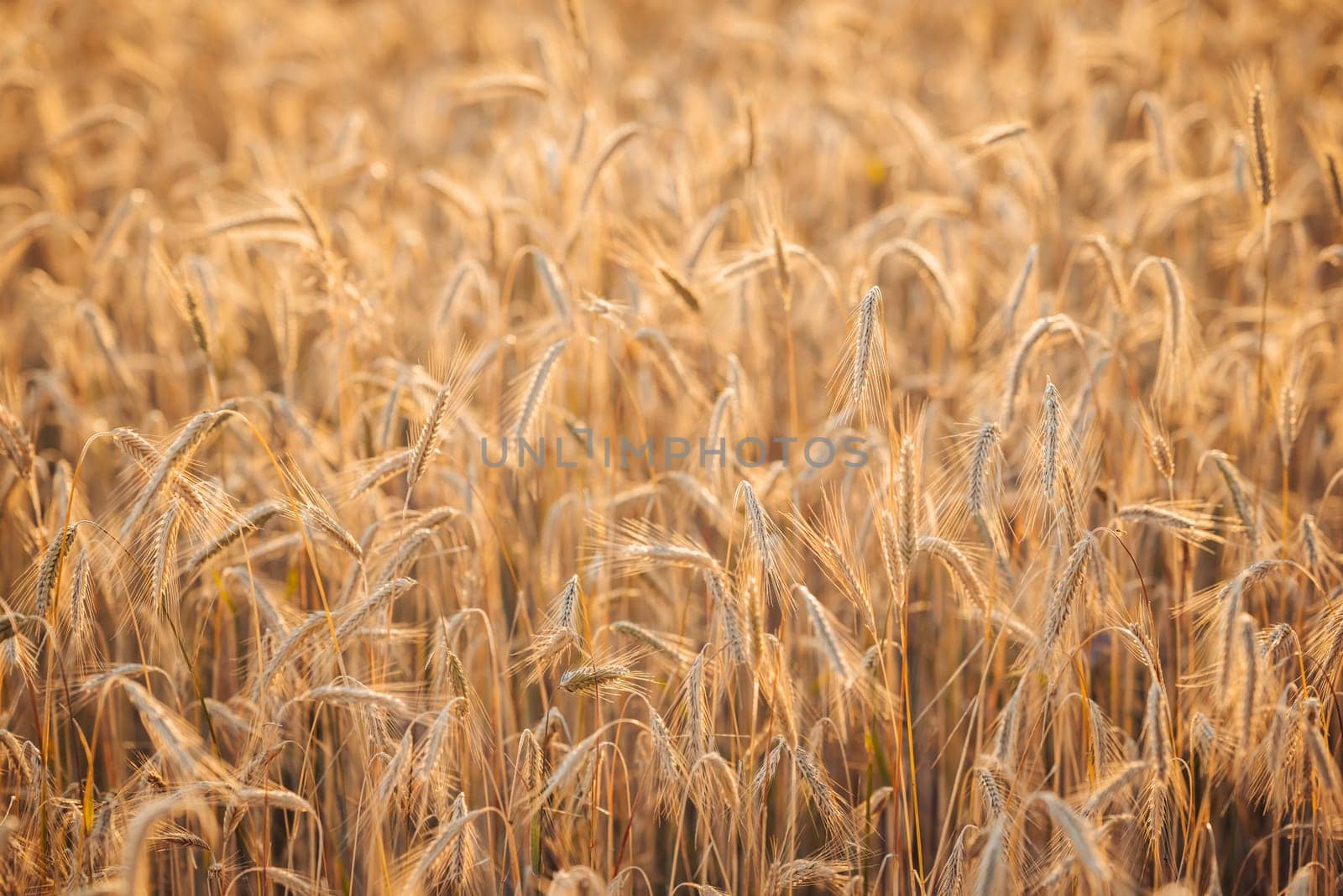 Gold spikelets of bread against setting sun, agricultural field ready for harvest