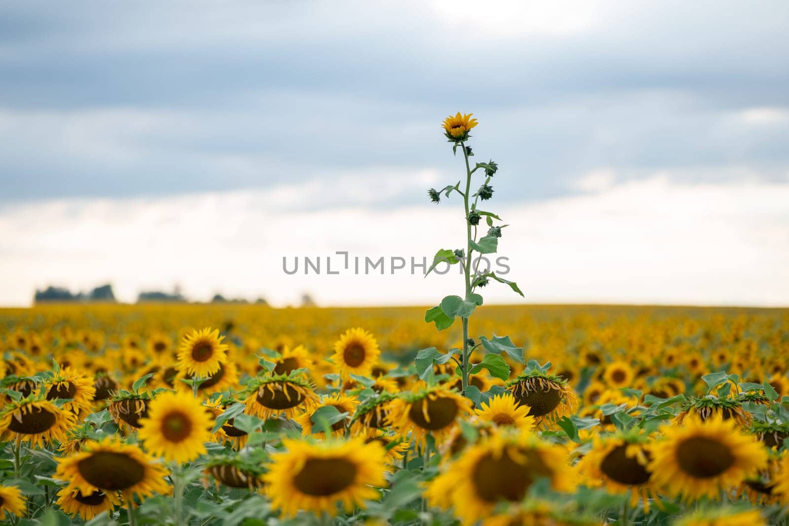 Landscape of sunflower field in bloom by VitaliiPetrushenko