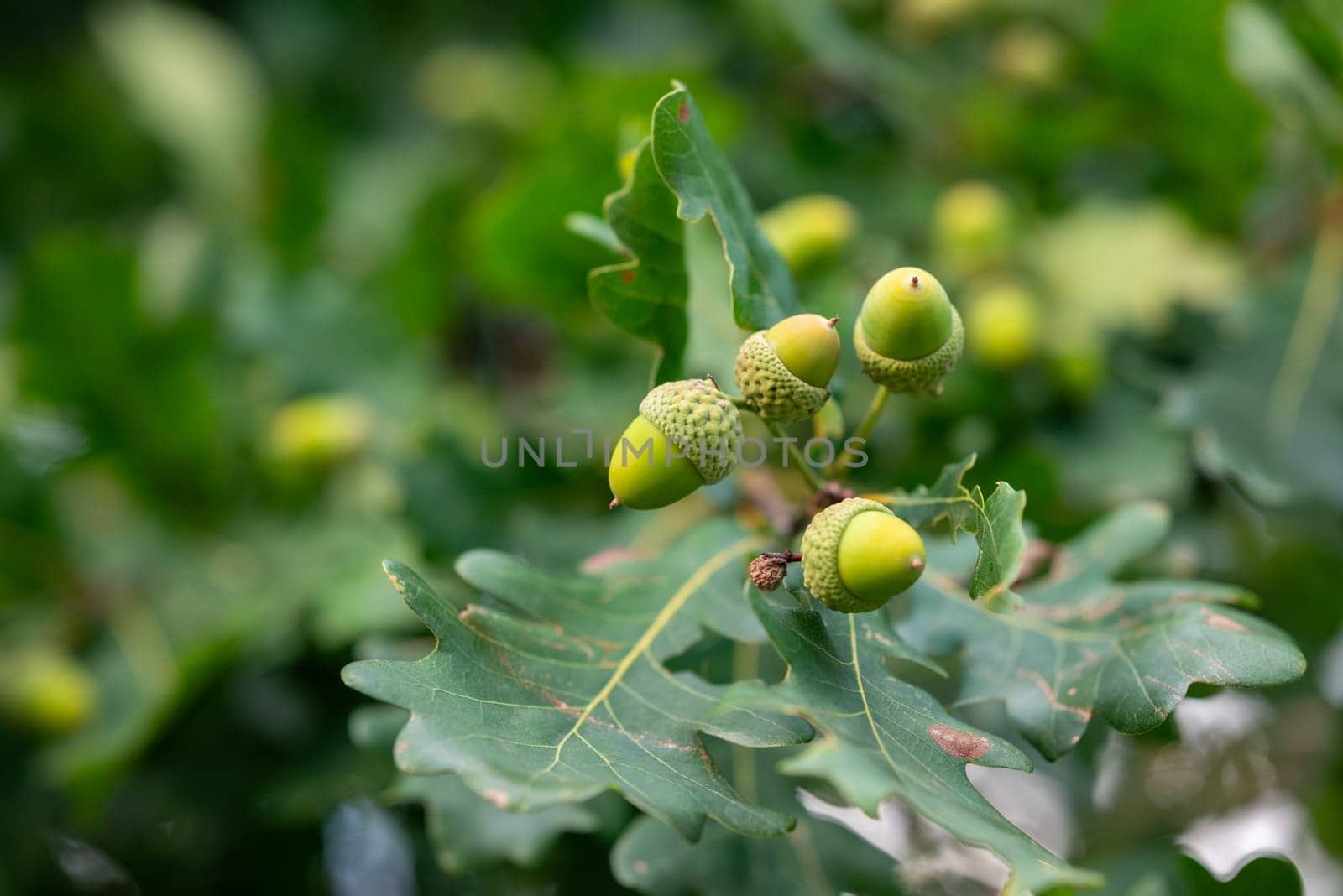 Close up of acorns on oak tree by VitaliiPetrushenko